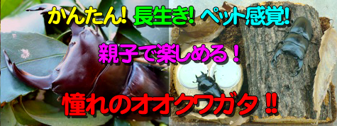 国産オオクワガタの販売