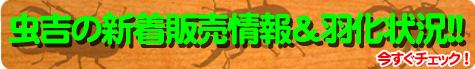 クワガタ工房 虫吉のクワガタやオオクワガタの販売情報/2014年(H26年)の羽化や繁殖情報も