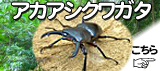 �����������塞���ʤ����������郎��������