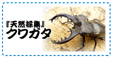 『天然採集』クワガタ