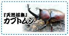 『天然採集』カブトムシ