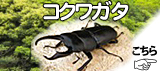 �����塞���ʤ����郎��������
