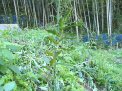 植樹