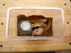 飼育ケース(ミニ)の飼育例