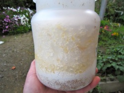 クワガタ飼育の菌糸ビン1500ccの遊離水