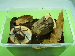 カブトムシのオスとメス