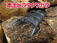 ʡ�������ҥ饿���塞��������