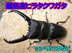 �彣Υ�绺�ҥ饿���塞��������