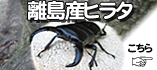 �彣Υ�绺�ҥ饿���塞������