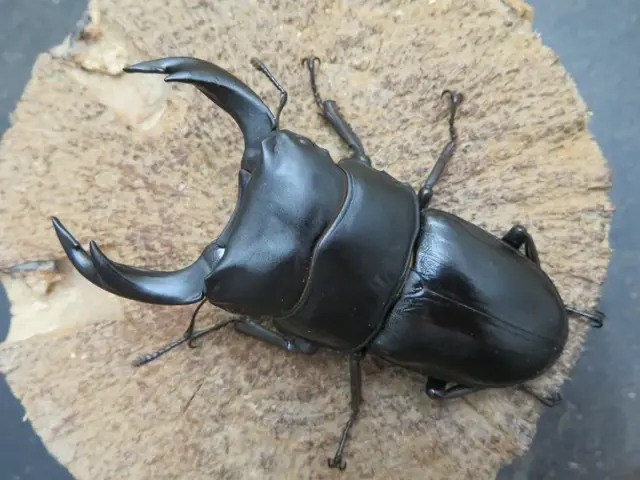 国産オオクワガタ(福岡県久留米)75ミリ