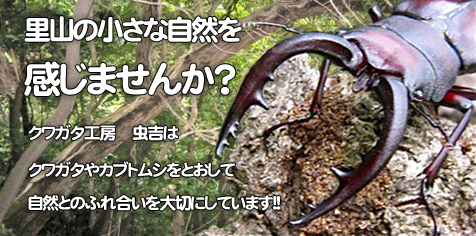 ���塞����˼����ȤΥ��塞�������֥ȥॷ����ڡ���