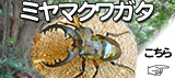 �ߥ�ޥ��塞���ʤߤ�ޤ��郎�������䡢����