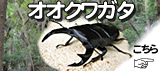 �������塞���ʤ������郎��������