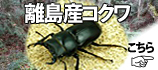 �彣Υ�绺�Υ����塞�������䥳���ʡ�