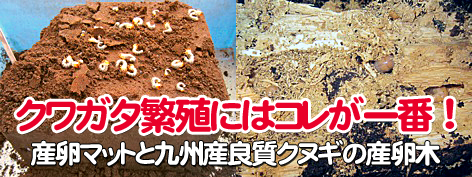 ���塞�������֥ȥॷ�������ʤ�����