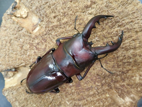 オキナワノコギリクワガタ極太タイプの71ミリ