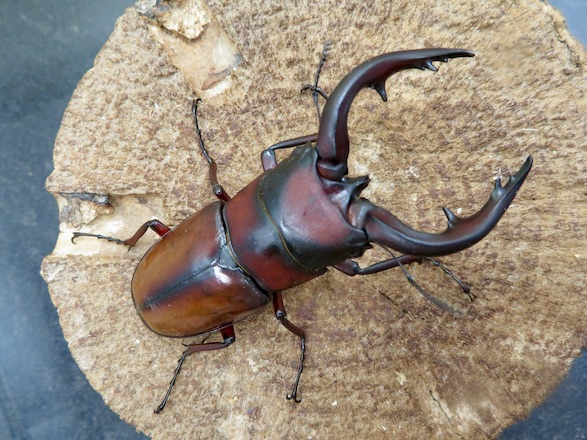 トカラノコギリクワガタ中之島産71ミリ