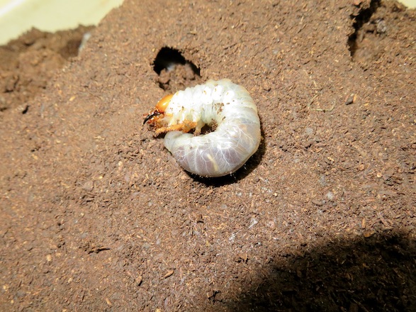 ノコギリクワガタのメスの終齢幼虫