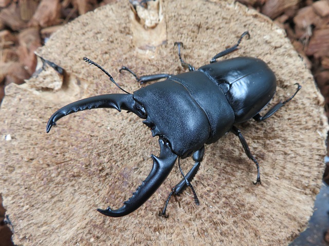 ゴトウヒラタクワガタ（五島列島小値賀島産71ミリ）