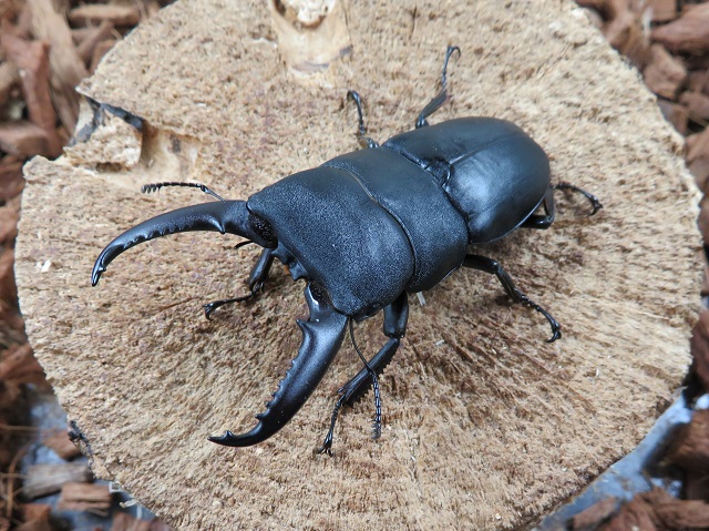 ゴトウヒラタクワガタ（五島列島小値賀島産70ミリ）