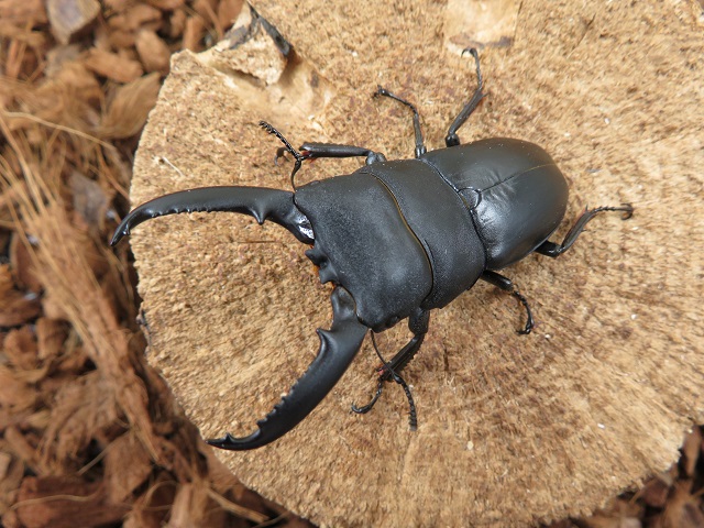 ゴトウヒラタクワガタ（小値賀島産）65ミリ