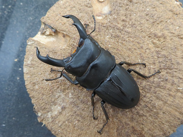 スジブトヒラタクワガタ（奄美大島）60ミリ