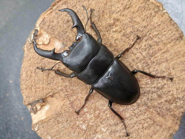 ノコギリ70ミリ（壱岐島）特大