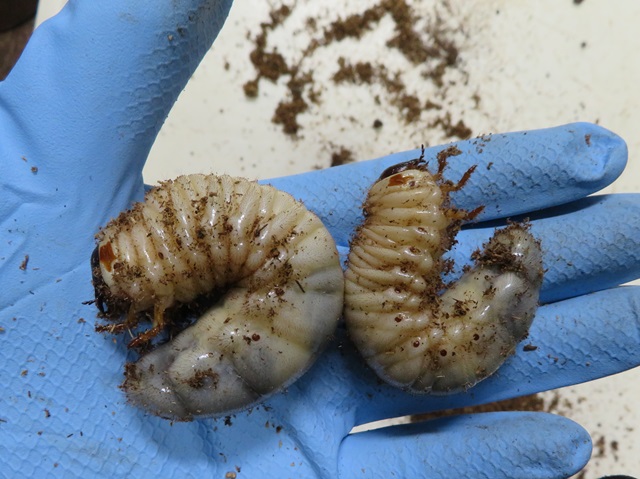 屋久島産ヤクシマカブトムシの幼虫