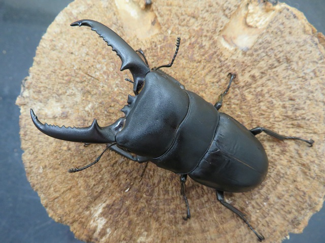 ゴトウヒラタクワガタ（中通島）72ミリ