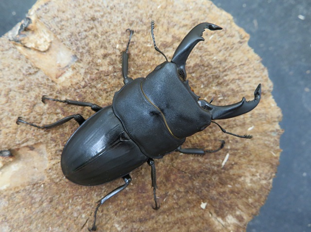 スジブトヒラタクワガタ（徳之島）61ミリ