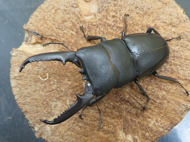 ゴトウヒラタクワガタ（中通島）75ミリ