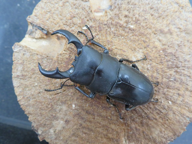 天然オキナワヒラタクワガタ（伊平屋島）55ミリ