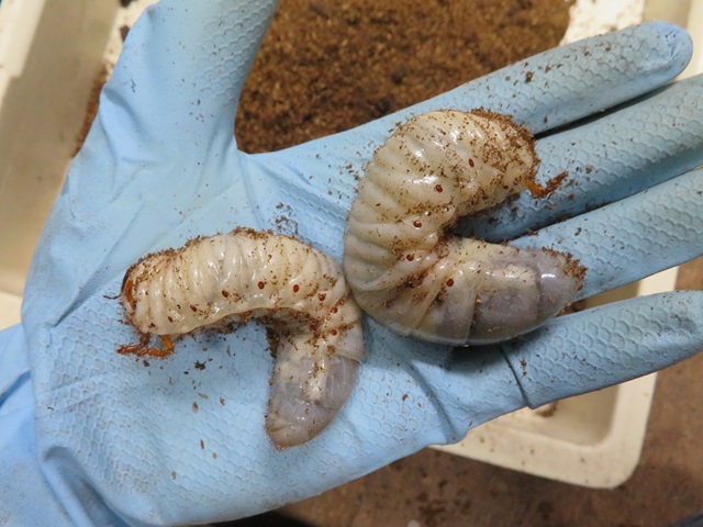 オキナワカブトムシの幼虫