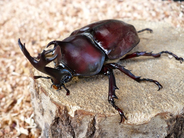 天然カブトムシ 福岡県福津市産 70ミリペアの販売 クワガタ工房 虫吉