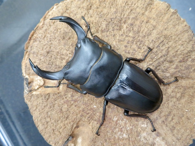 希少！ クワガタ 専門書 Stag Beetles of China II - 洋書