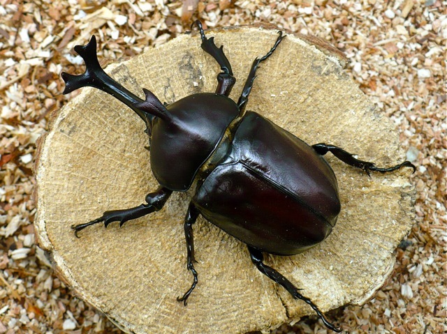 国産カブトムシ（福岡県福津市産）75ミリペアの販売/クワガタ工房 虫吉