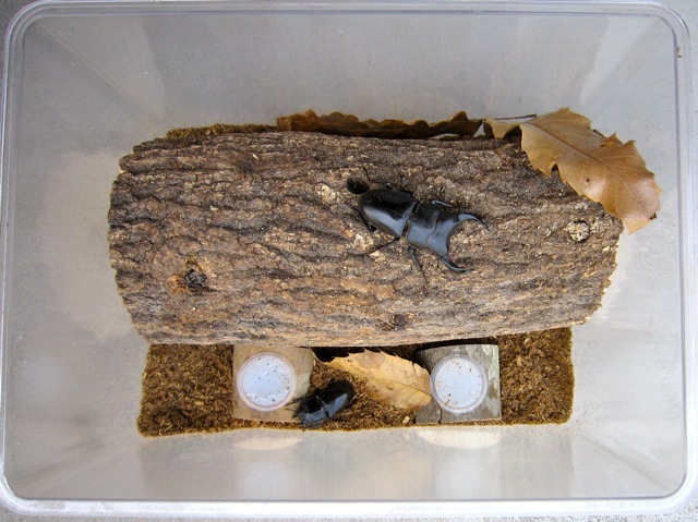 流木　樹洞　アーチ型シェルター　隠れ家　バスキング　クワリウム　爬虫類　クワガタ